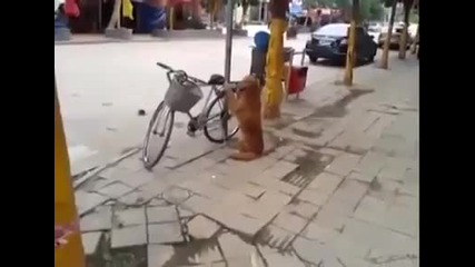 Куче пазач