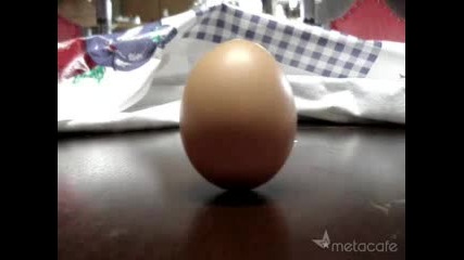 Stand Up Egg No Tricks!