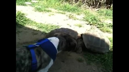 Бой между костенурките 
