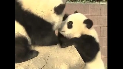 Малки панди се бият:)
