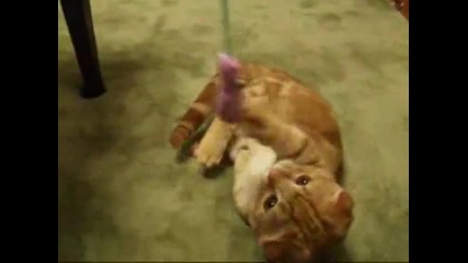 Много сладко котенце си играе
