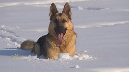 Amazing moments of the winter world