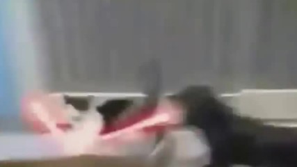 Kedi vs Kopege karsi Kimsiniz Lan Komik Film Yonetmen 2016 Hd