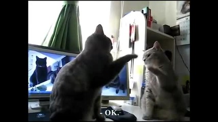 Котета си играят на " Дай пет "