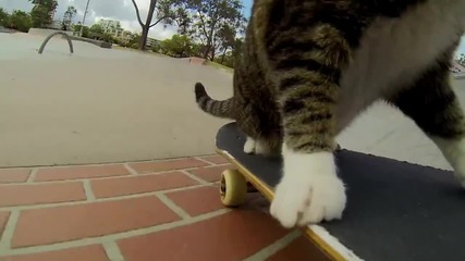 Gopro- Котка скейтбордист !