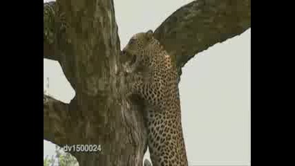 wild cats - beauty, strenght and agility