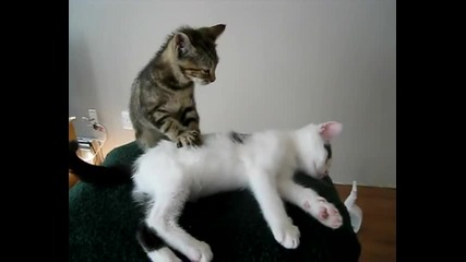 Коте масажира друго коте 