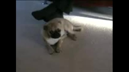 mops zaspiva
