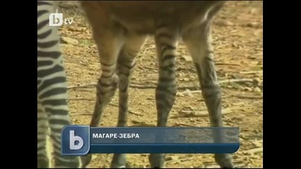 btv - Магаре-зебра се роди в китайски зоопарк