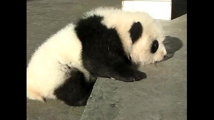 Сладко бебе панда ^_^