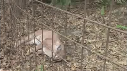 И голямите котки са били смешни! 