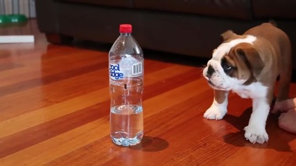Хъмфри, безстрашното кученце и страшната бутилка с вода