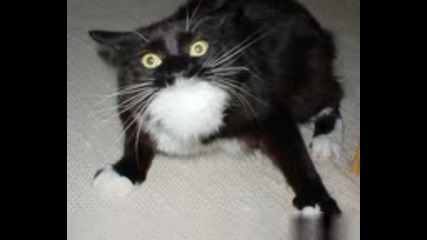 Котка Се Плаши