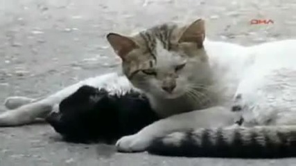 Котка Не Иска Да Напусне Мъртвият Си Приятел