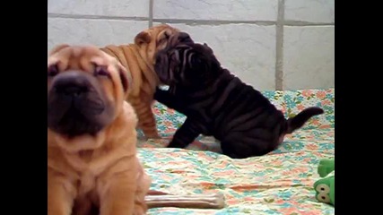 Shar-pei puppies