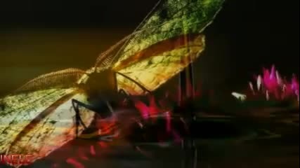 Eleni Dimou - Feutra Zoi