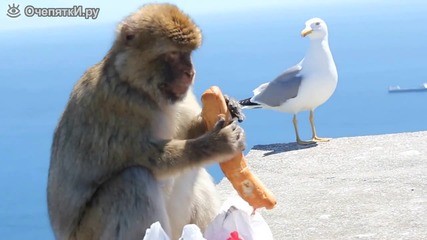 Маймунка си отмъква храна