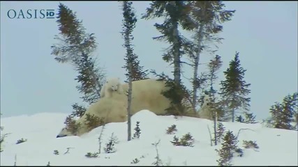 Първите стъпки в живота на полярните мечета..