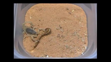 Скорпион Срещу Стоножка