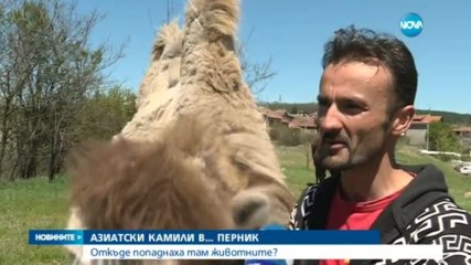 Двугърби камили в Перник