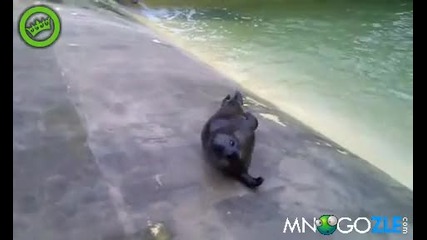 Тюлен се отегля със стил 