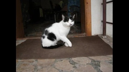 Feline - Bobby Mcferrin 