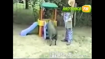 Паметно прасенце!!! 