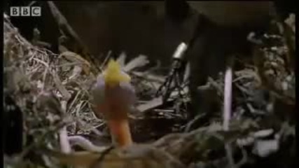 A wife & a mistress The Pied Flycatcher Bird - Bbc Wildlife 