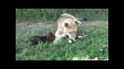 Дакел и лъв си играят - история за истинско приятелство