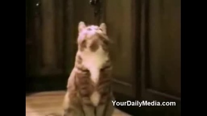 Котки Говоря Наистиан Добре 