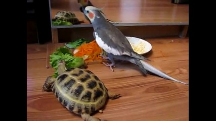 папагал се кълне костенурката 