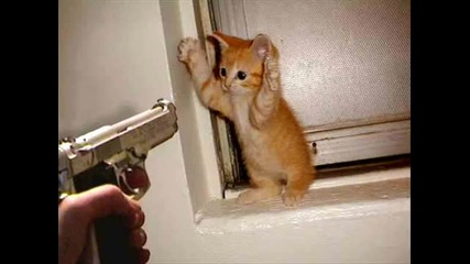 Very Funny Cats Part 1