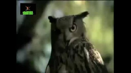 Frightened Animals