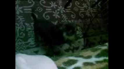 ritka2