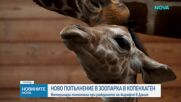 В зоопарка в Копенхаген се роди жирафче