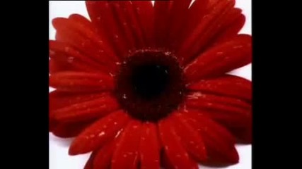 Rammstein - Du riechst.so gut