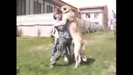 Турски кангал едно от най - големите кучета в света 