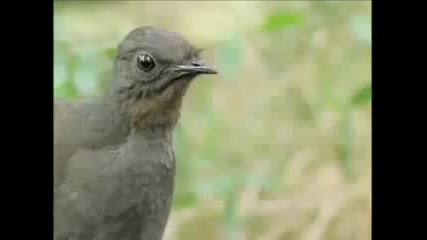 тази птица имитира всеки звук