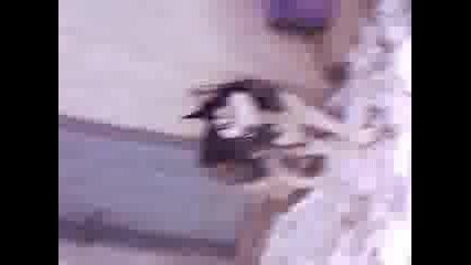 kuce rex