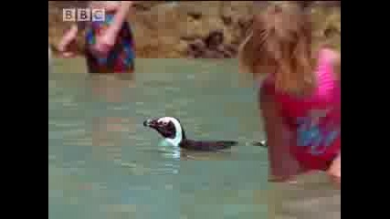 Bbc - Африкански Пингвини