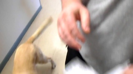 Кучета обслужват хора в офиса