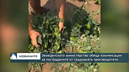 Земеделското министерство обеща компенсации за пострадалите от градушката производители