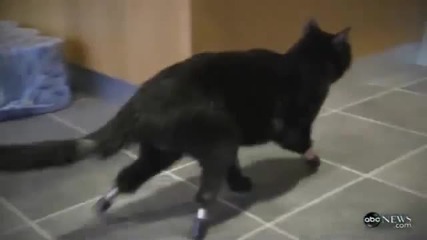 Първата в света котка с гумени стъпала