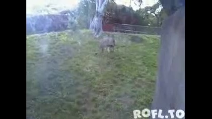 Ето това е лъвски скок !!! 