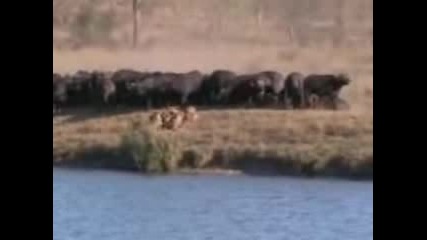Battle at Kruger.3gp