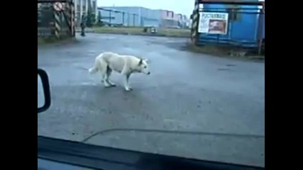 Куче играе по такт !