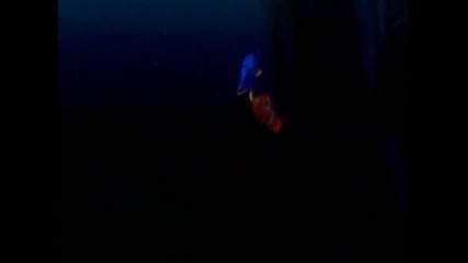 Търсенето на Немо - Дори просто плувай... : D