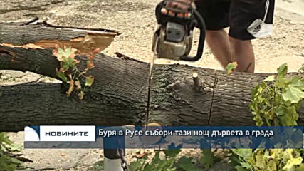 Буря в Русе събори тази нощ дървета в града