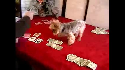 Куче играе покер:):)