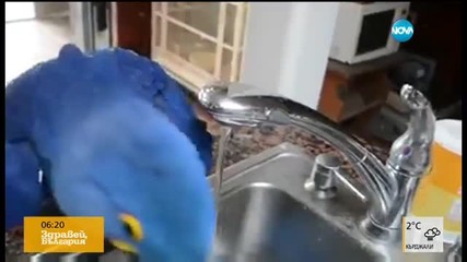 Папагал прави сутрешния си тоалет (ВИДЕО)